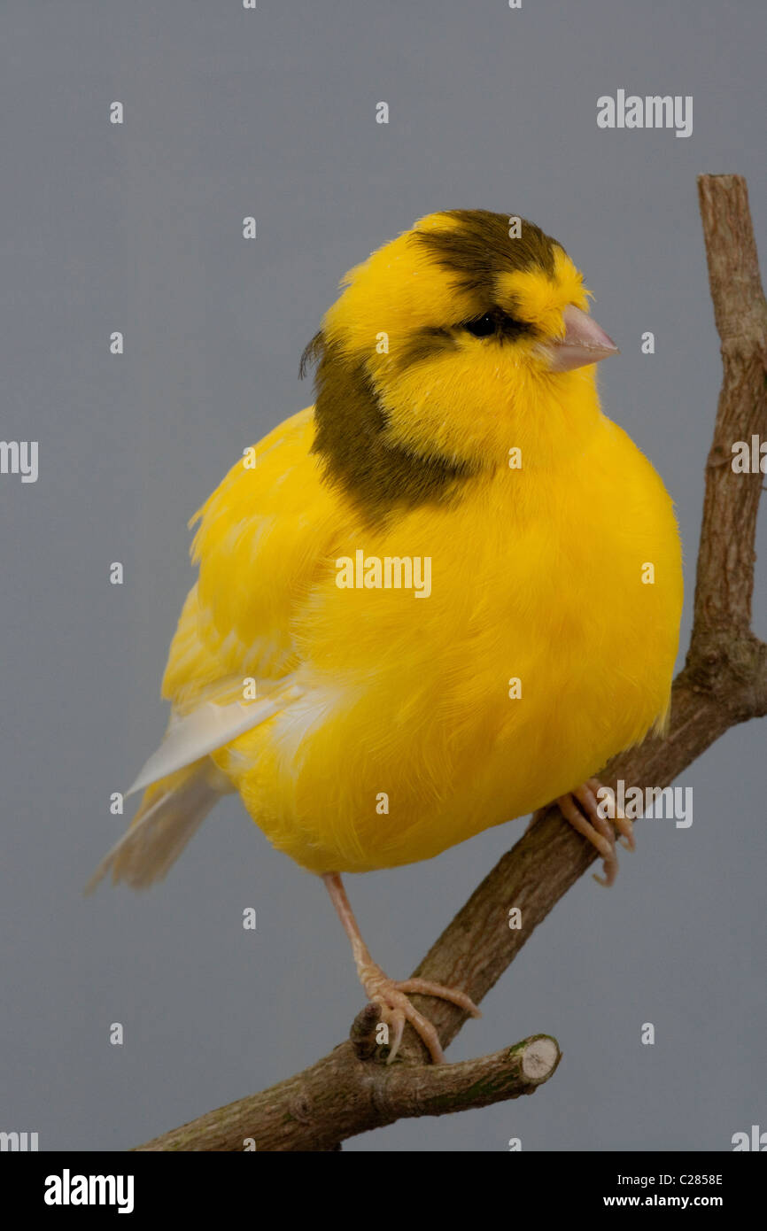 Canary (Serinus canaria). Domesticated cage and aviary bird. Breed/variety; 'Border'. Stock Photo