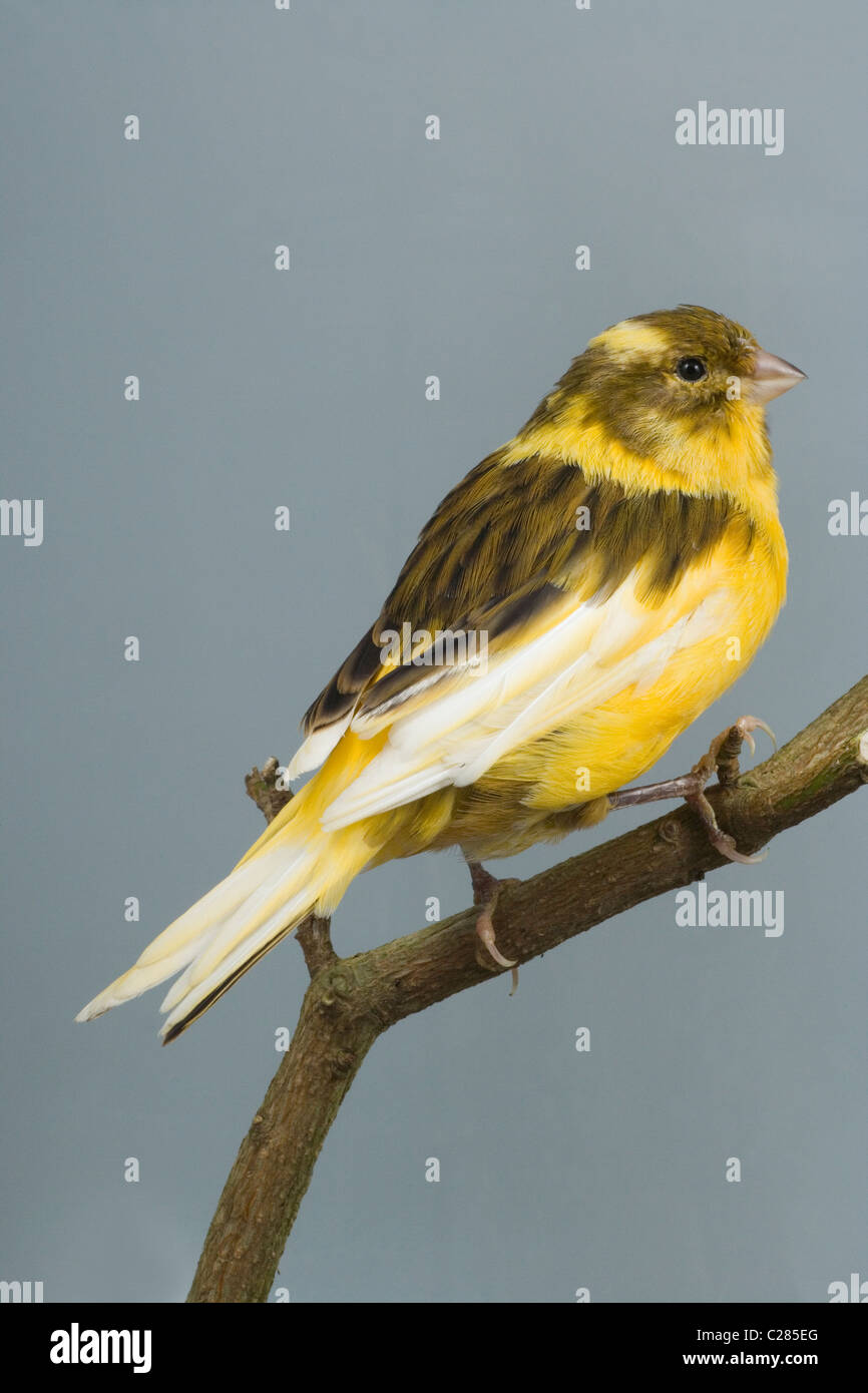 Canary (Serinus canaria). Domesticated cage and aviary bird. Breed/variety; 'Fife'. Stock Photo
