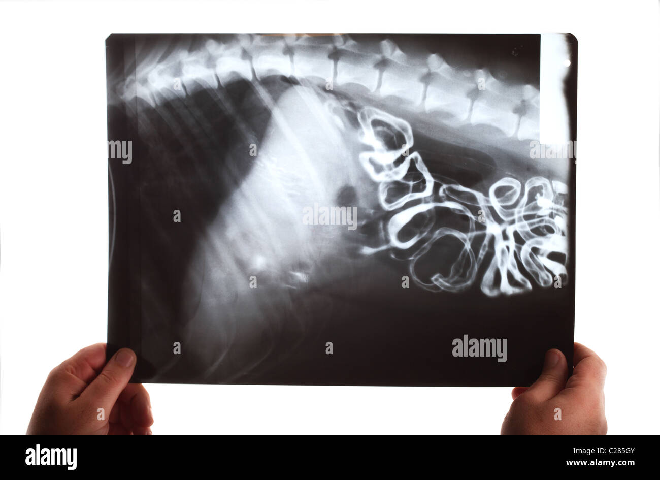 A doctor examining an abdominal x-ray of a cat Stock Photo