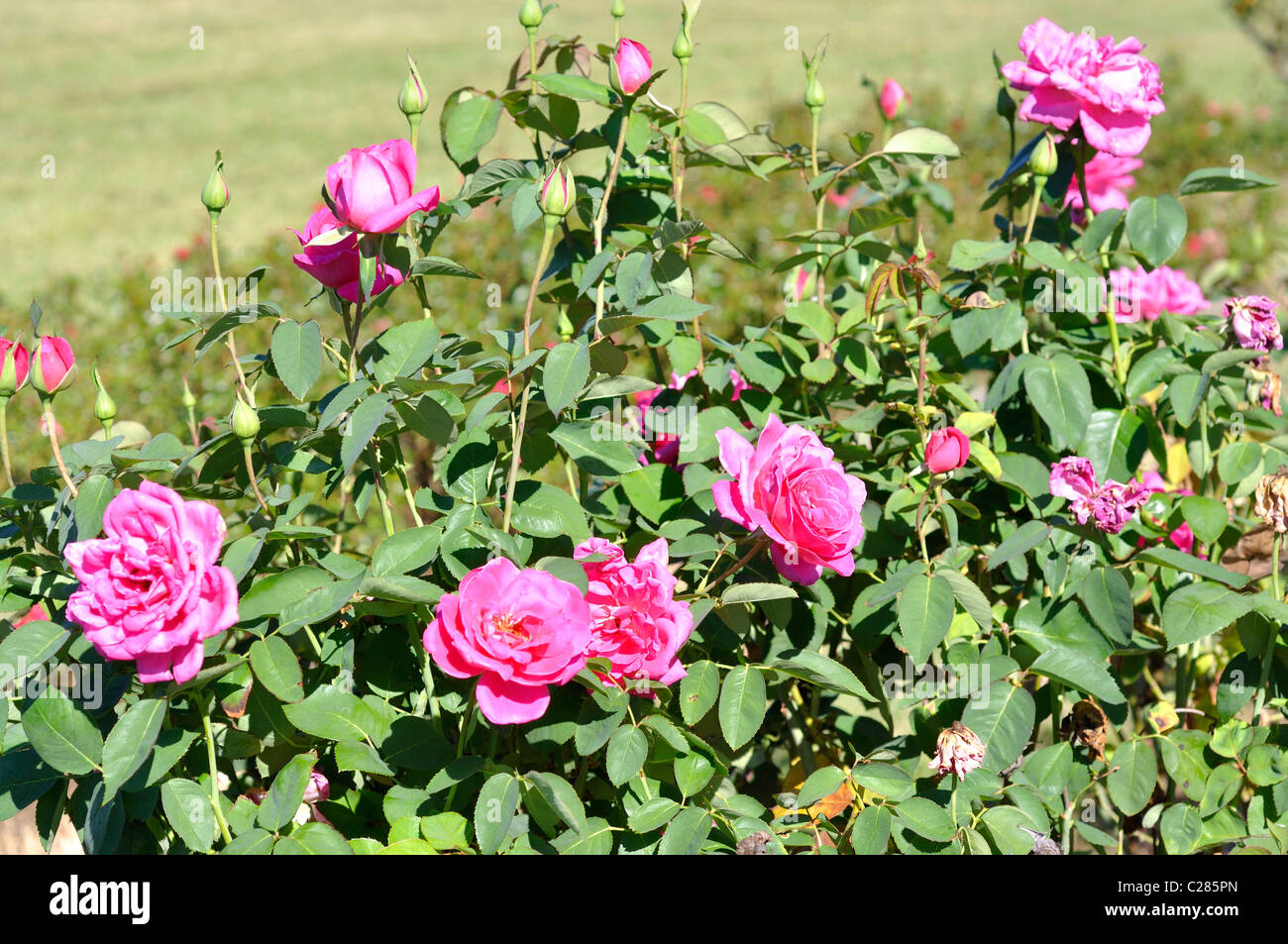 Tyler rose garden hires stock photography and images Alamy