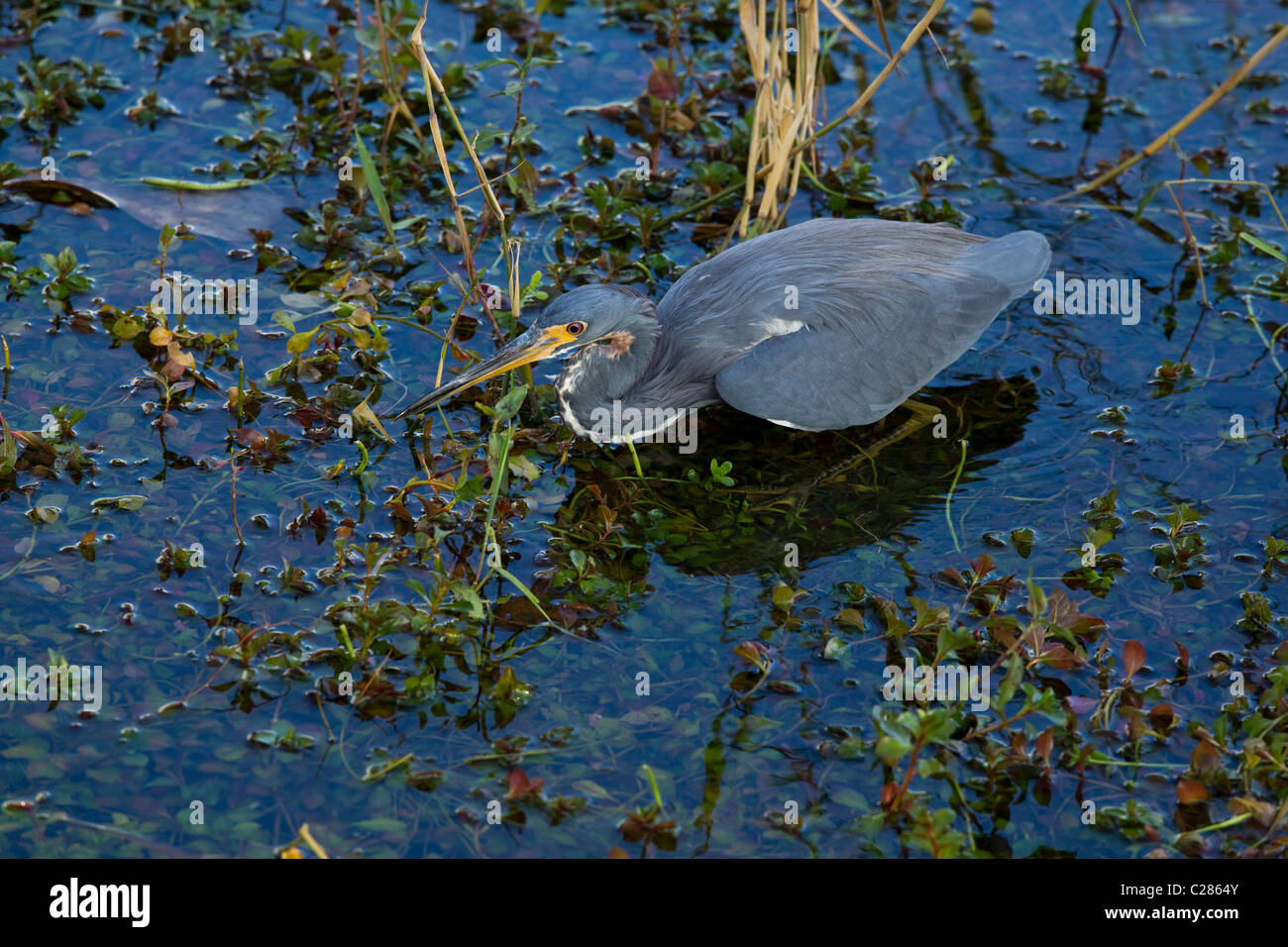 Little blue egret Stock Photo