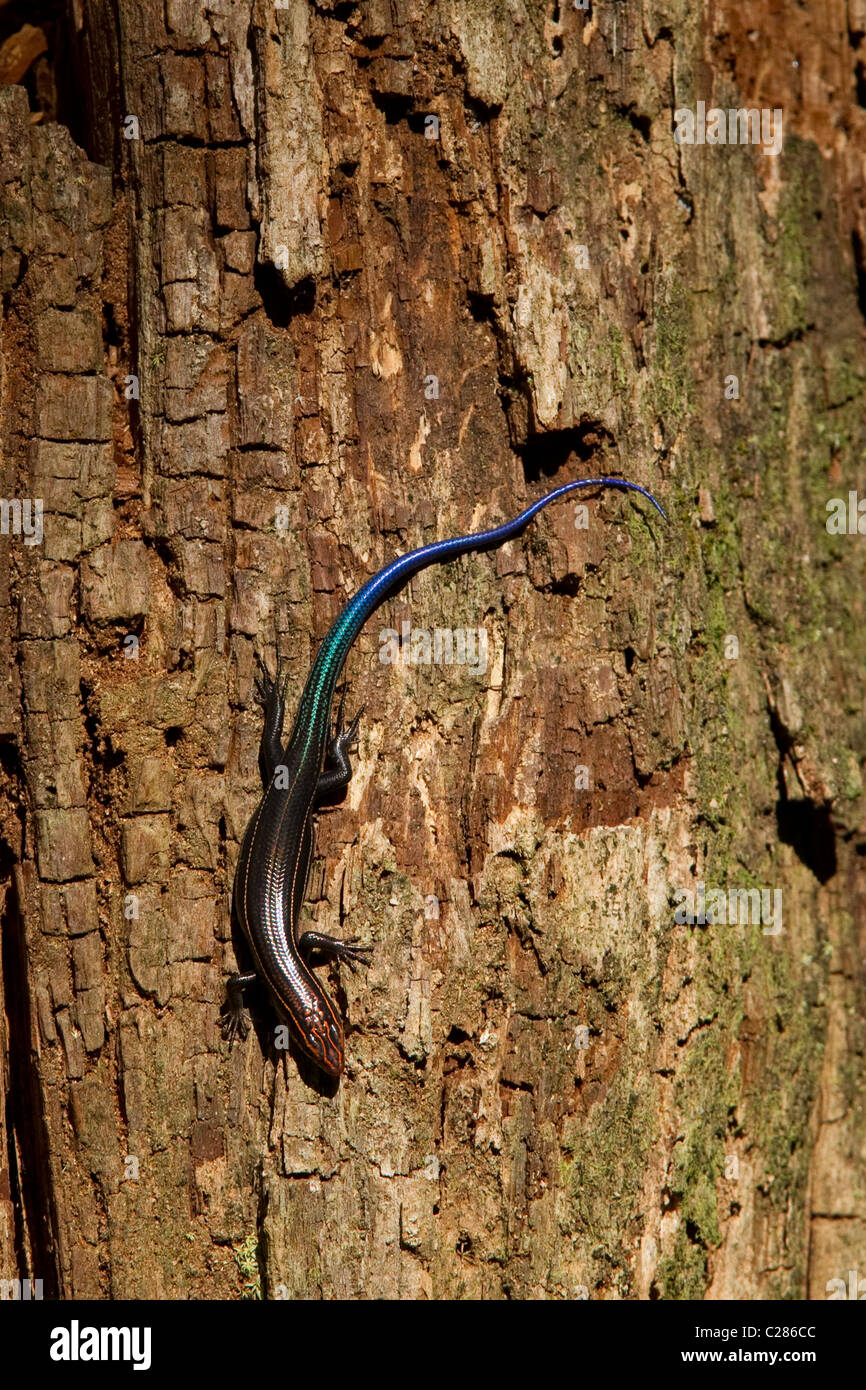 Southeastern Five-lined Skink, Eumeces inexpectatus, on tree in Corkscrew Swamp, Florida Stock Photo