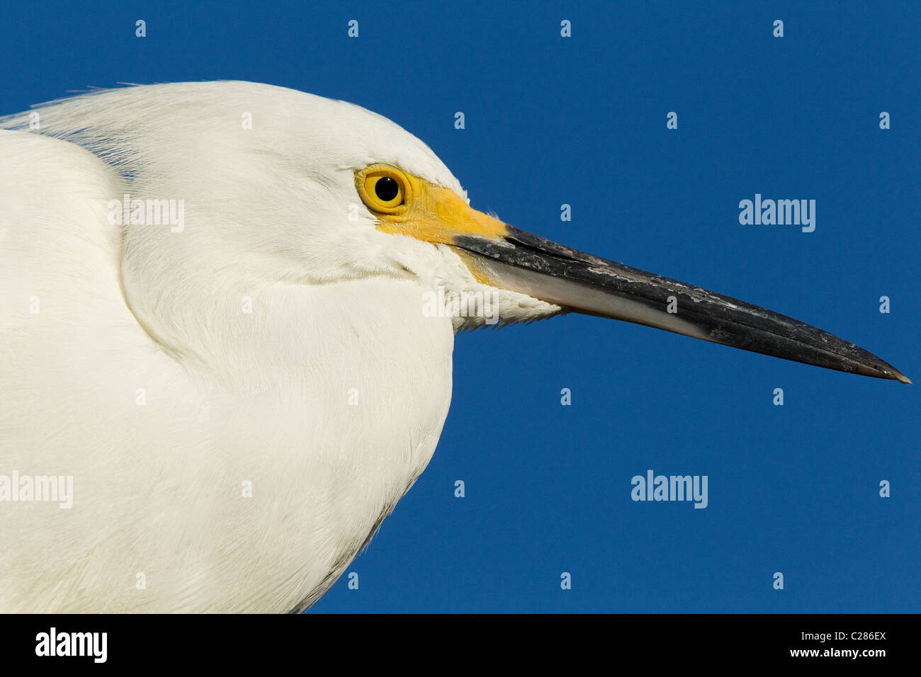 snowy egret, Egretta thula, close up with blue Stock Photo