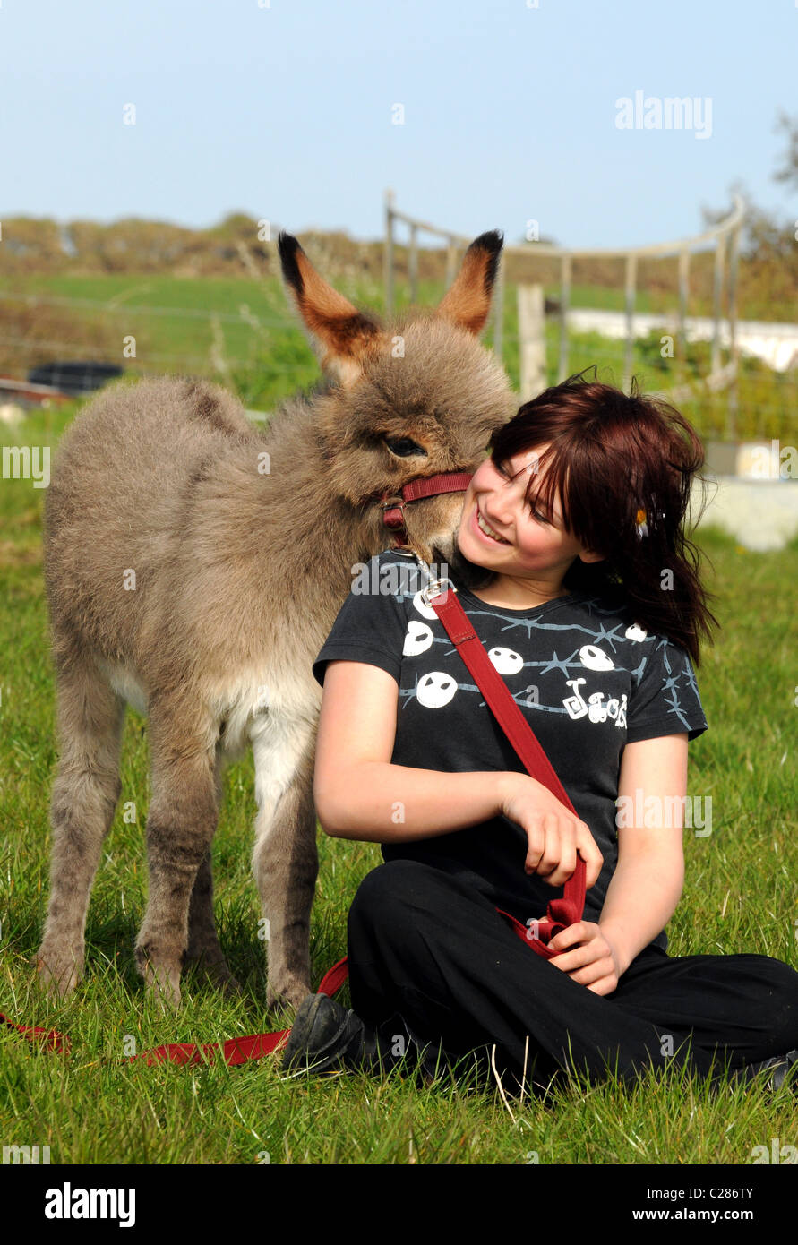 Mediterranean Miniature donkey Stock Photo