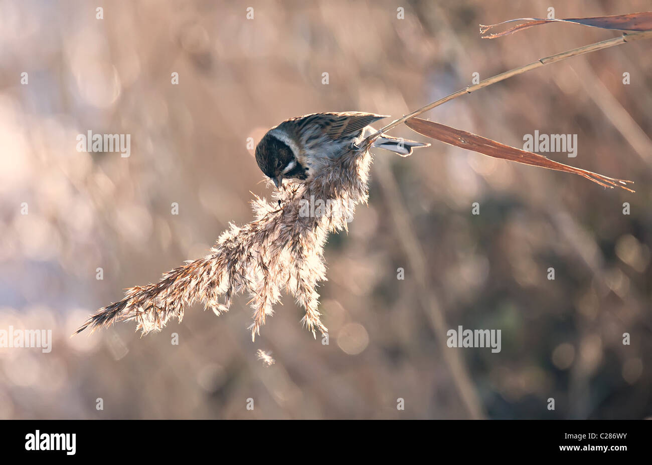 Reed bunting Emberiza schoeniclus feeding on reeds in winter Newport Wetlands Gwent Levels Wales UK Stock Photo