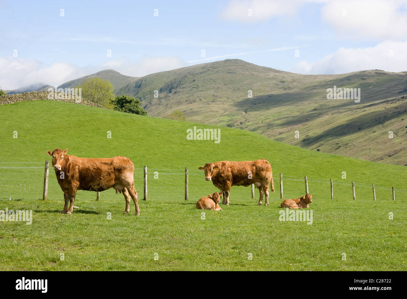 Two cows and calves, Troutbeck, Lake District, Cumbria Stock Photo