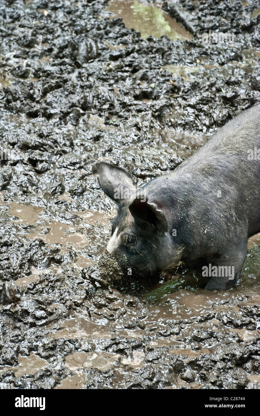 Berkshire Pig rooting in a mud wallow, Stone Barns Center for Food and Agriculture, Pocantico Hills, New York, USA Stock Photo