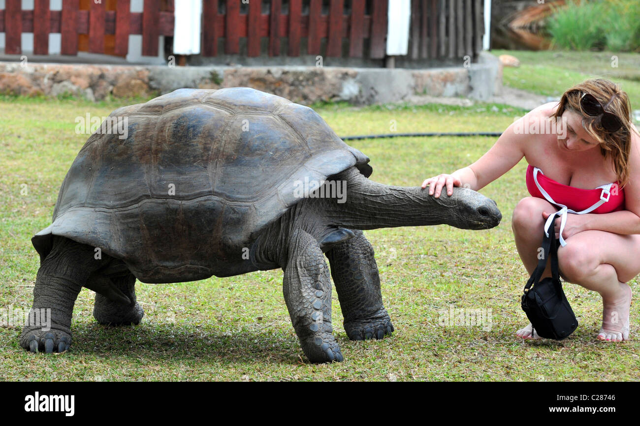 Giant Tortoise on Curieuse Island reserve, Seychelles. Stock Photo