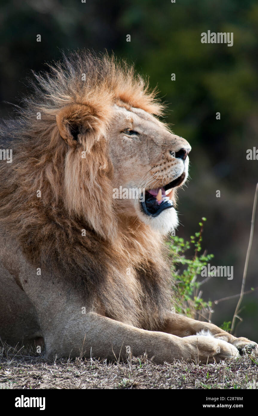 Male Lion, Panthera leo, Masai Mara National Reserve, Kenya, Africa ...