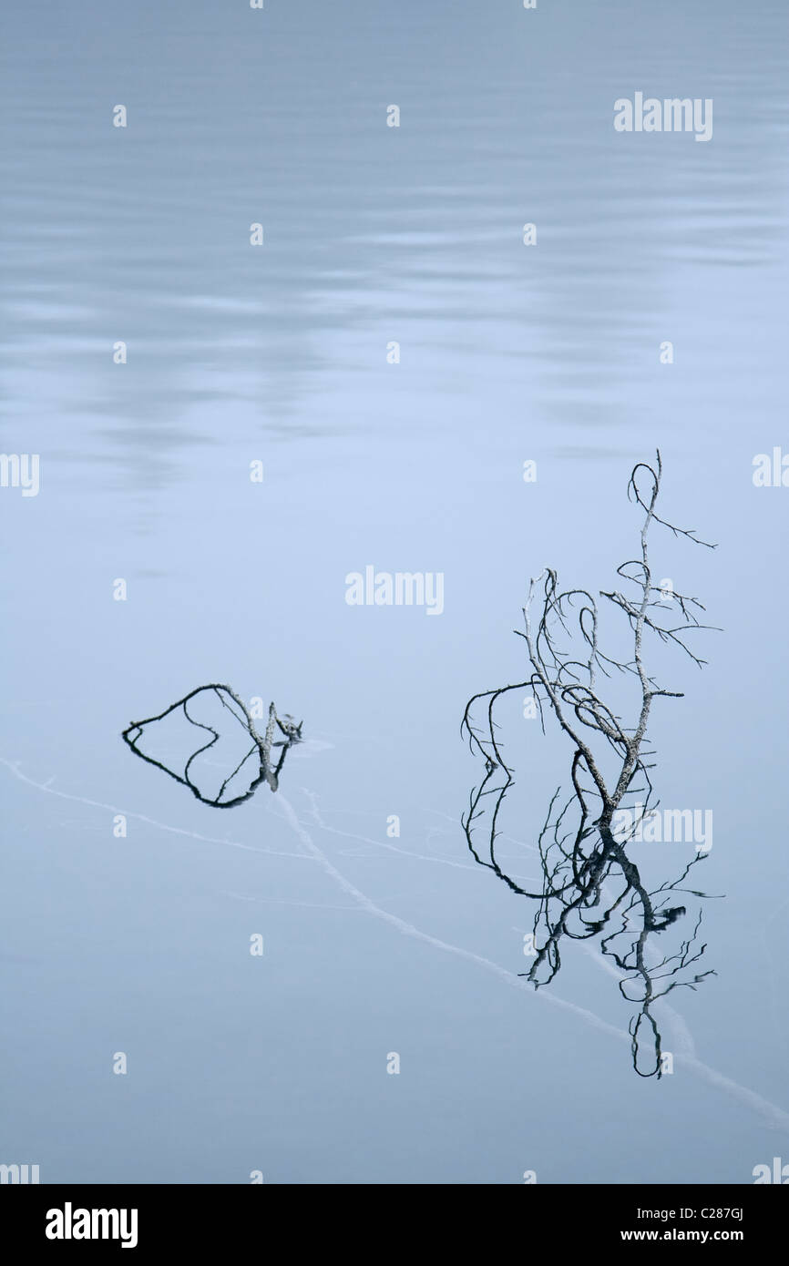 Tree branches in a lake , nice nature abstract background Stock Photo