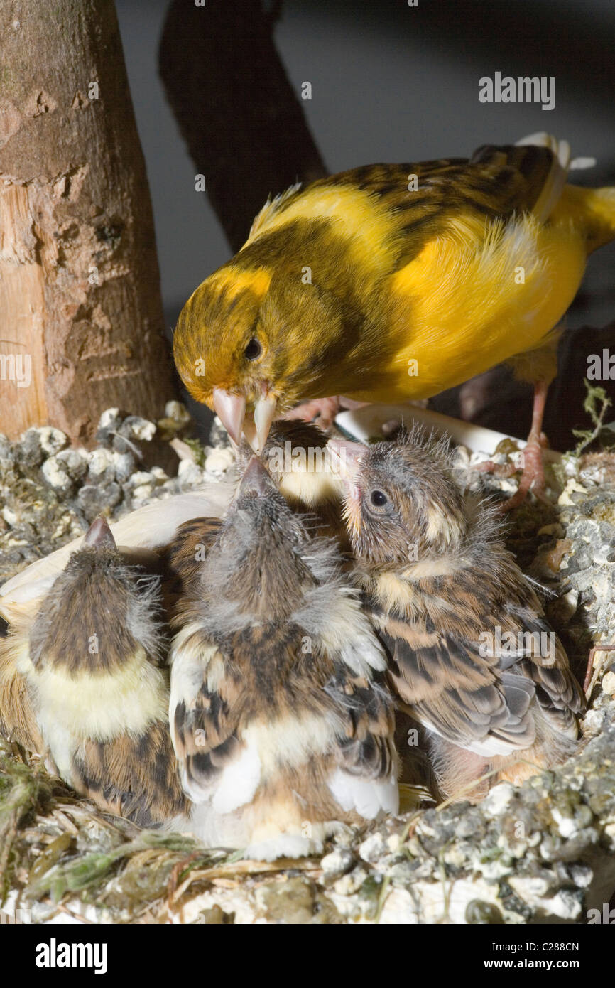 'Fife' breed of domestic Canary feeding nestlings (Serinus canaria). 15