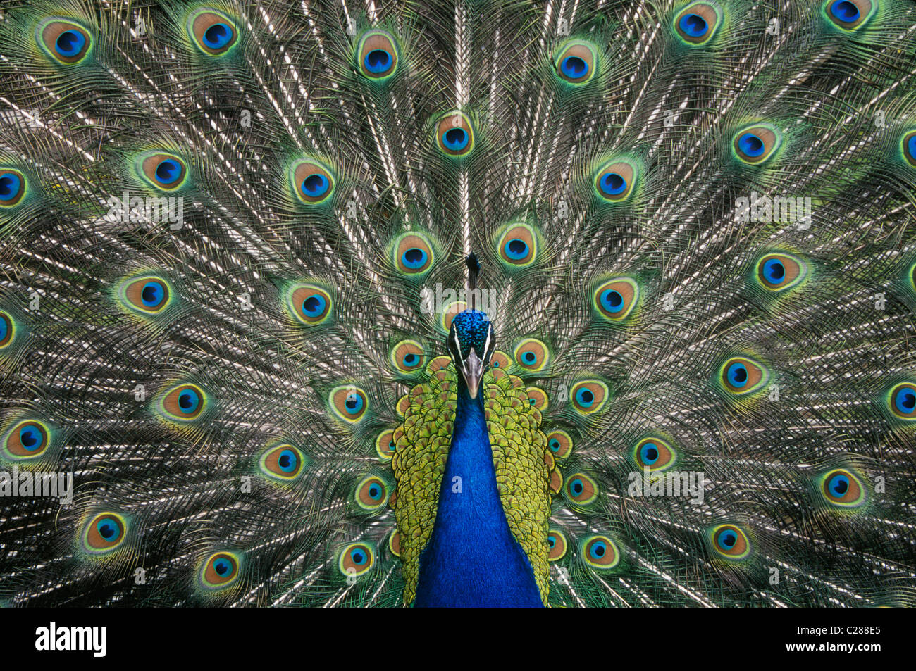 Peacock displaying tail feathers. Stock Photo