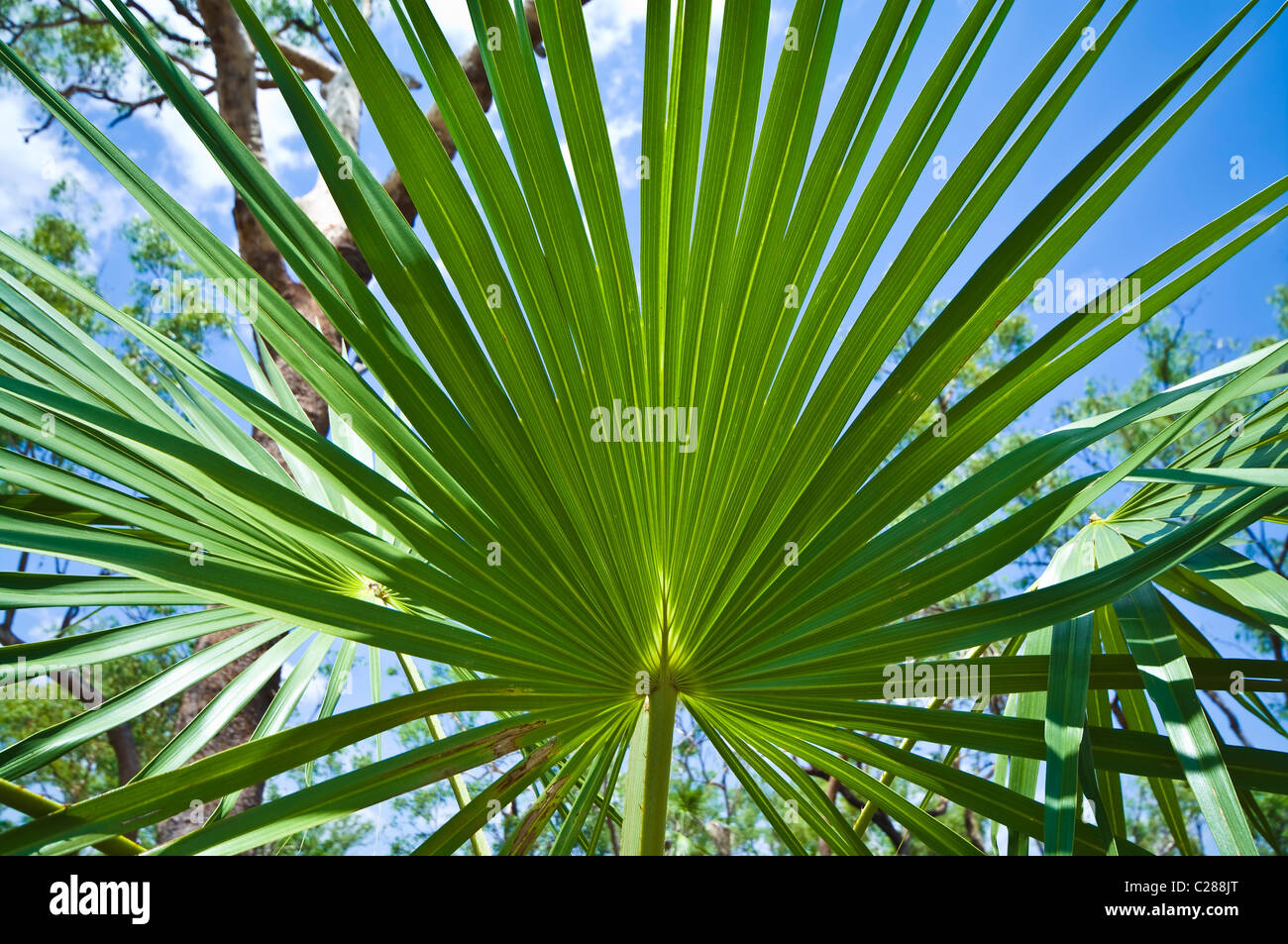 The spreading fronds of a sand palm catch the suns rays. Stock Photo