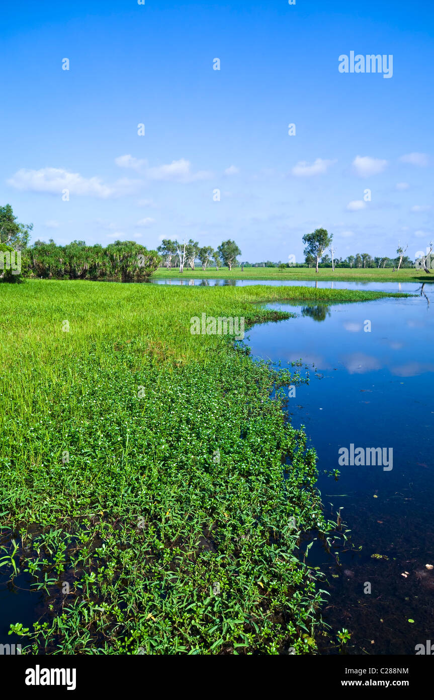 A vast pontoon of lush aquatic plants floating on a wetland surface. Stock Photo