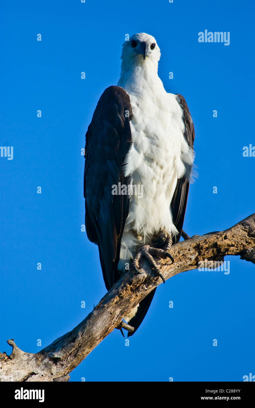 A white-bellied sea-eagle with sharp talons roosting on a tree branch. Stock Photo