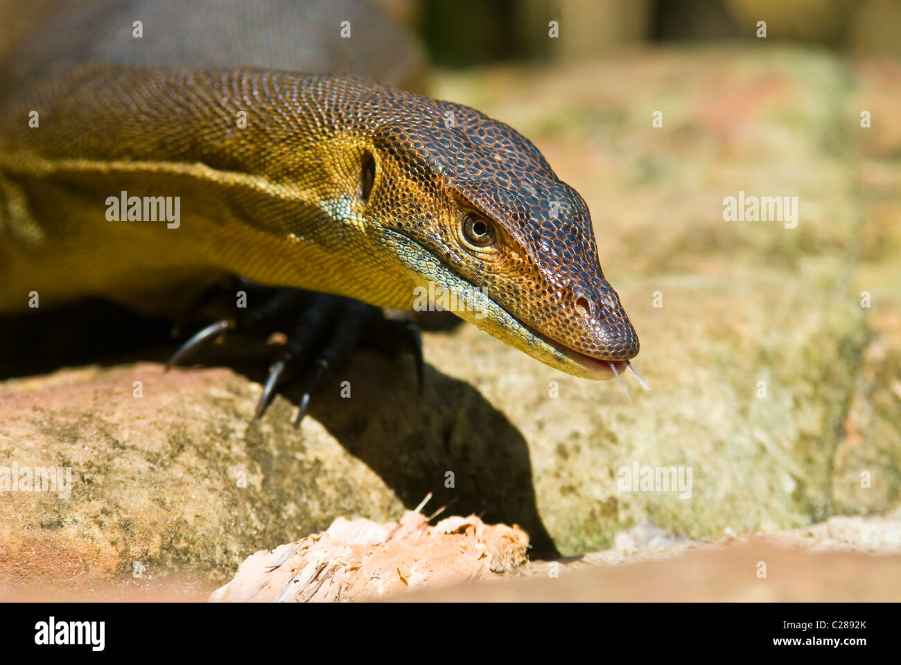 A scaly Mertens water monitor thermoregulation sunning on a warm rock. Stock Photo