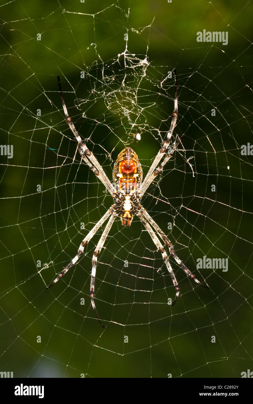 A St. Andrew's Cross spider resting in the center of its silk org web. Stock Photo