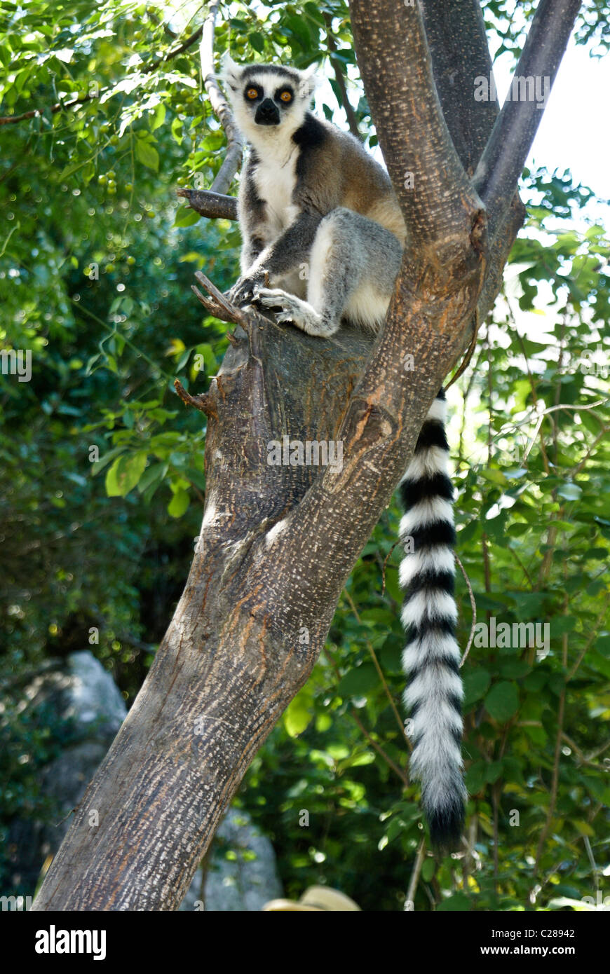 Ring-tailed lemur sitting in tree, Anja Park, Madagascar Stock Photo