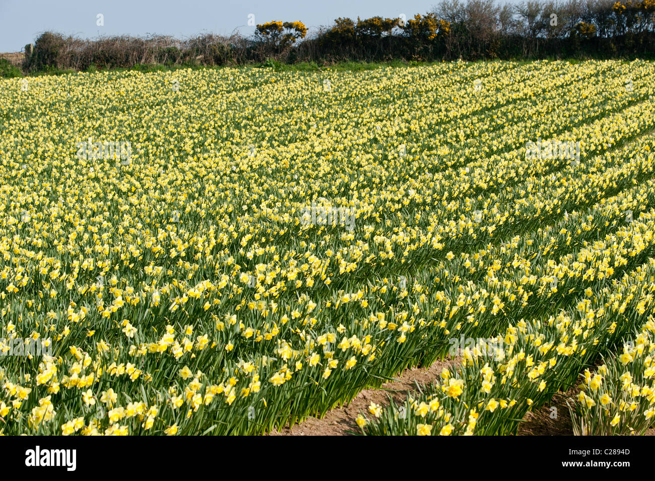 Cornish daffodils hires stock photography and images Alamy