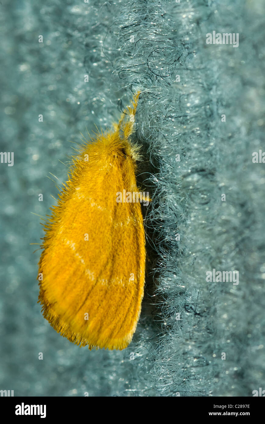 A bright orange tussock moth covered in woolly hair-like scales. Stock Photo