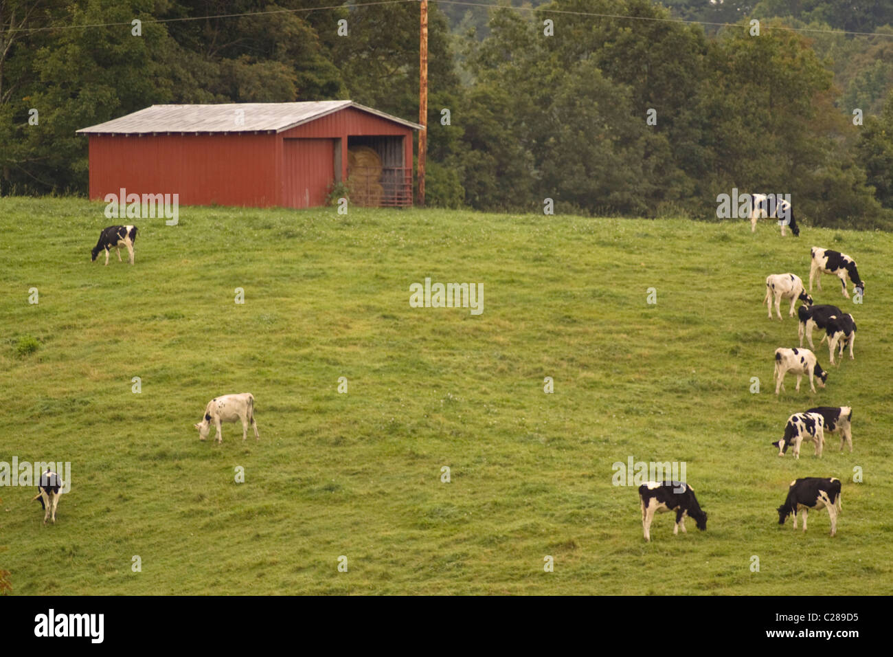 Cows and red barn hires stock photography and images Alamy