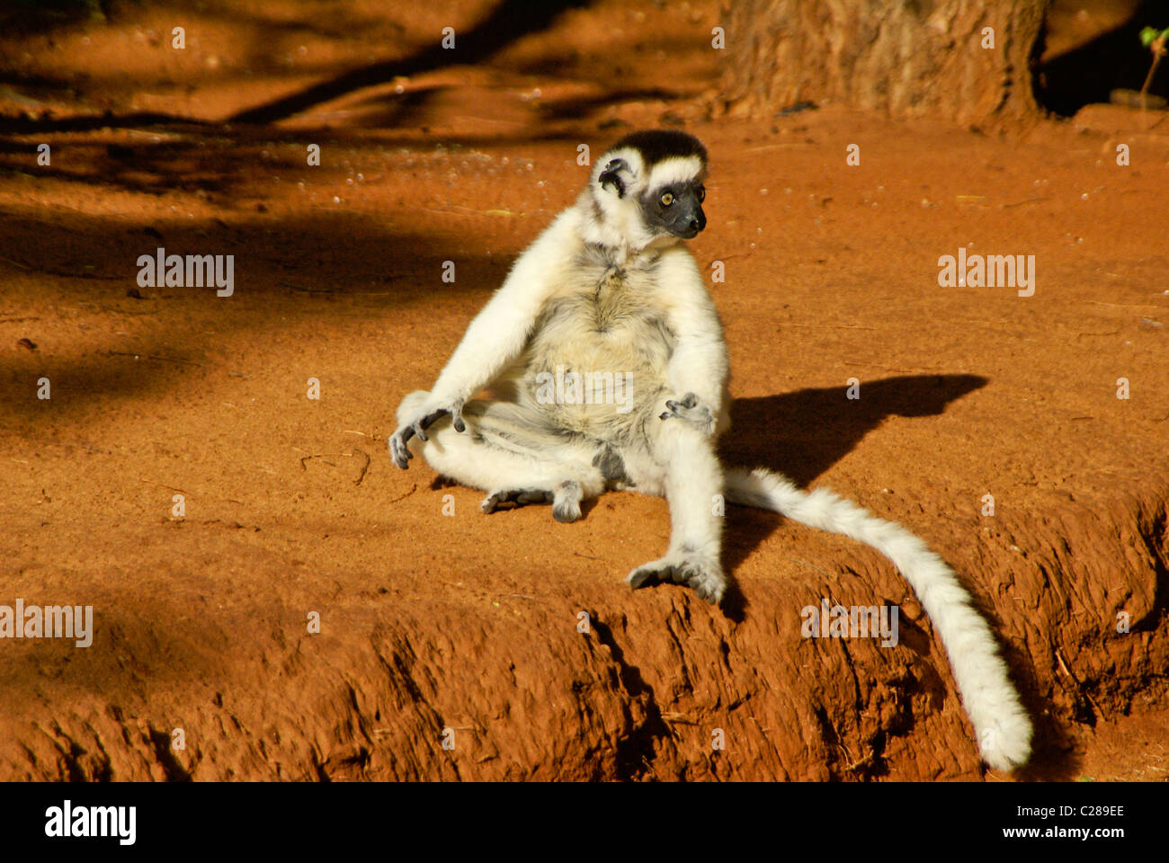 Verreaux's sifaka sunning itself, Madagascar Stock Photo
