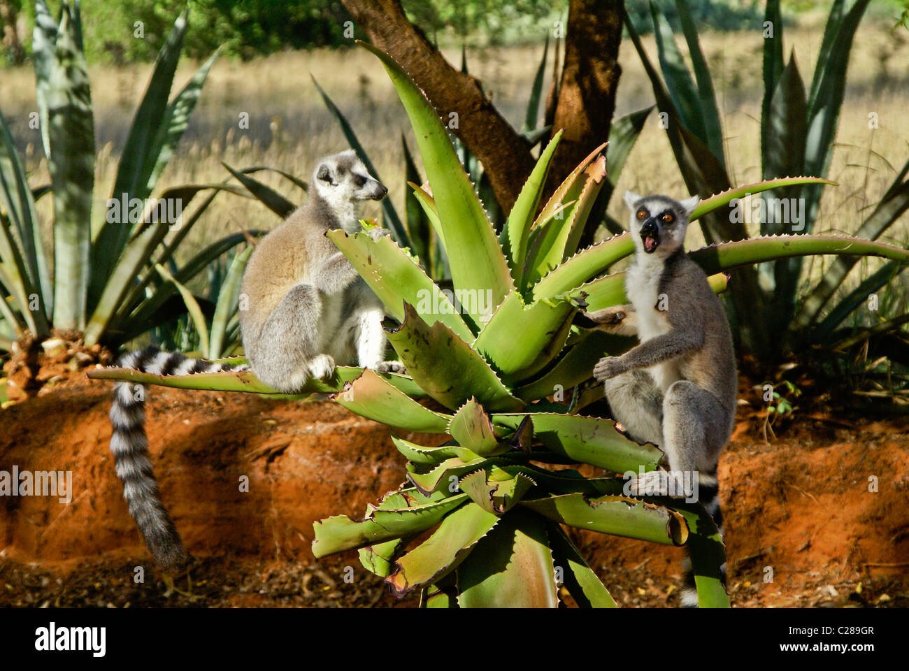 Ring-tailed lemurs feeding on aloe plant, Madagascar Stock Photo