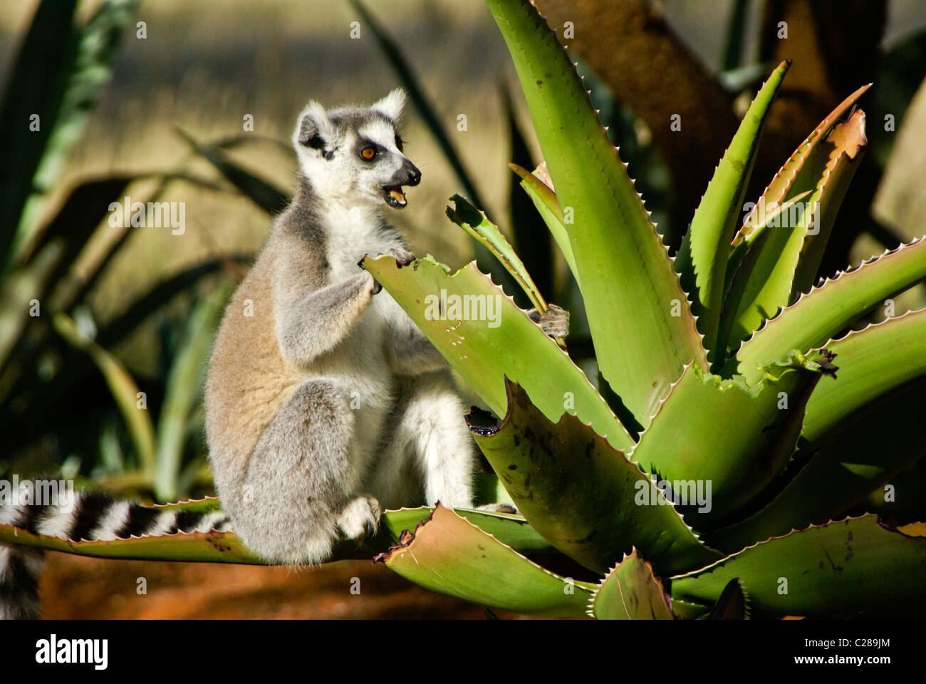 Ring-tailed lemur feeding on aloe plant, Madagascar Stock Photo