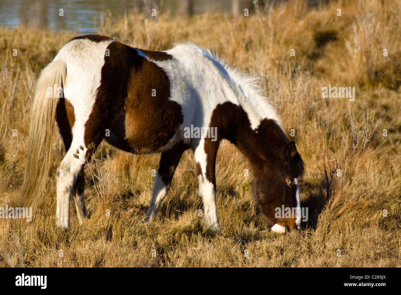 A brown and white wild pony grazing in wetlands meadow on Assateague Island Virginia Stock Photo