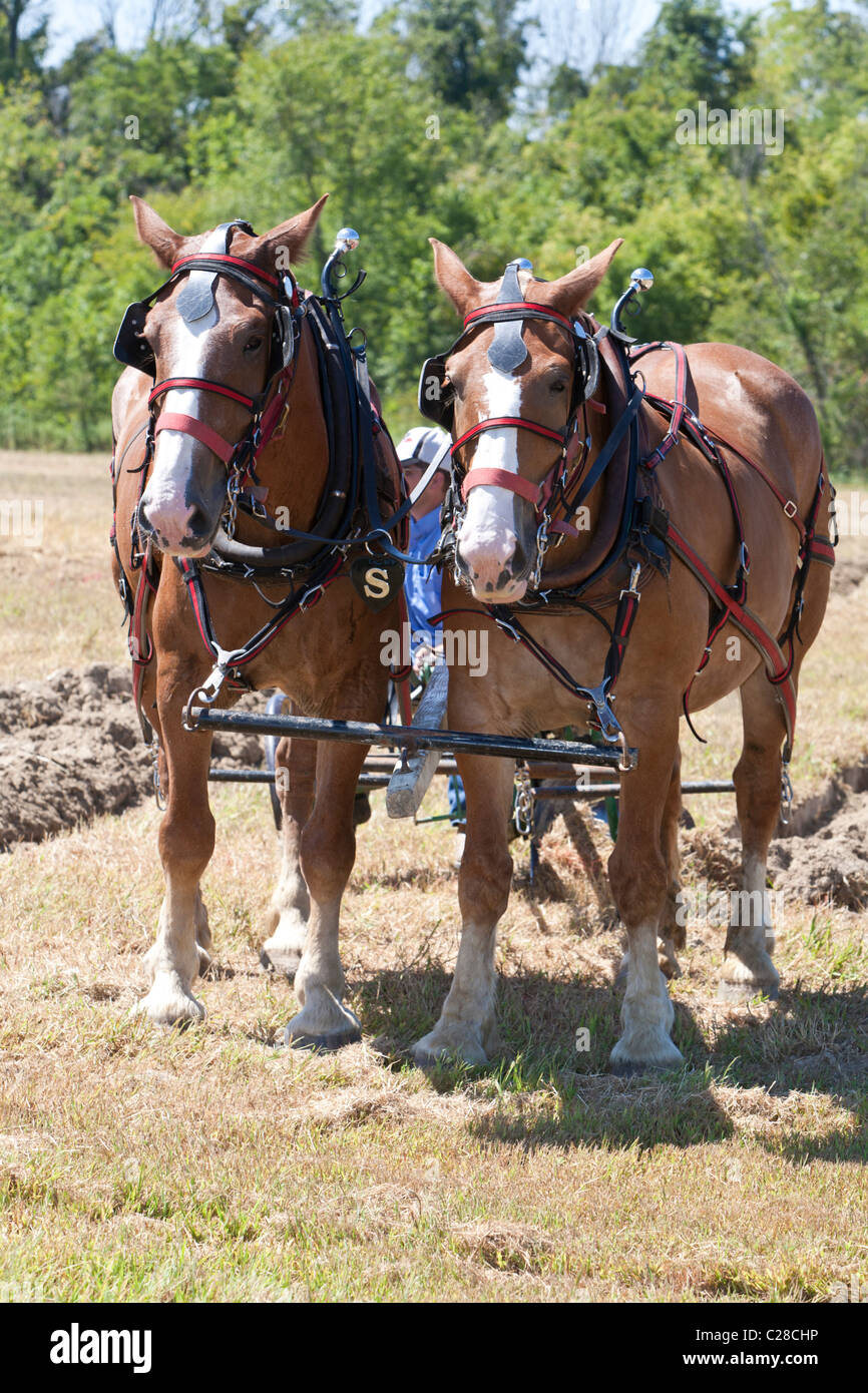 Plow Horses Stock Photos & Plow Horses Stock Images Alamy