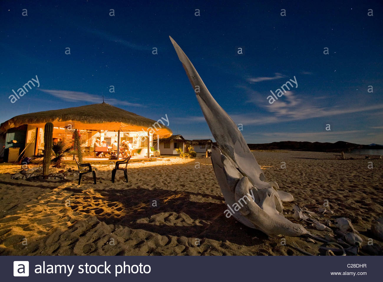 Whale bones dot the beach at the ecologically minded La Unica Camp. Stock Photo