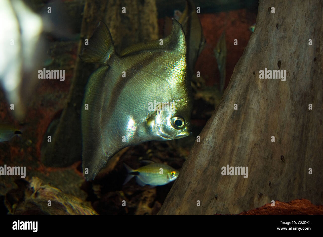The banded fingerfish (monodactylus sebae). The African moony Stock Photo