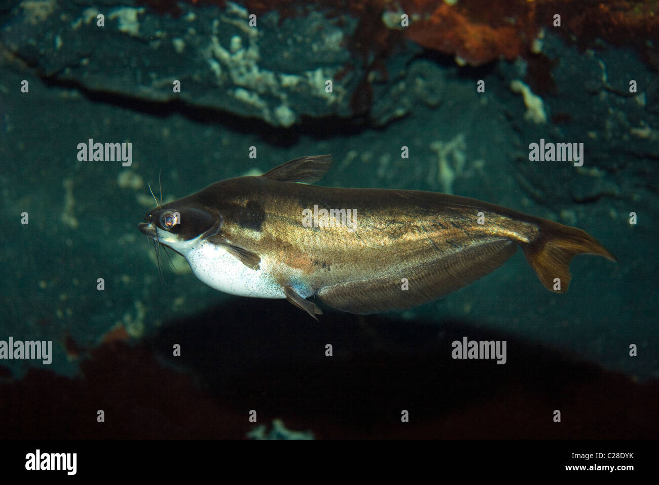 The smokey catfish Stock Photo