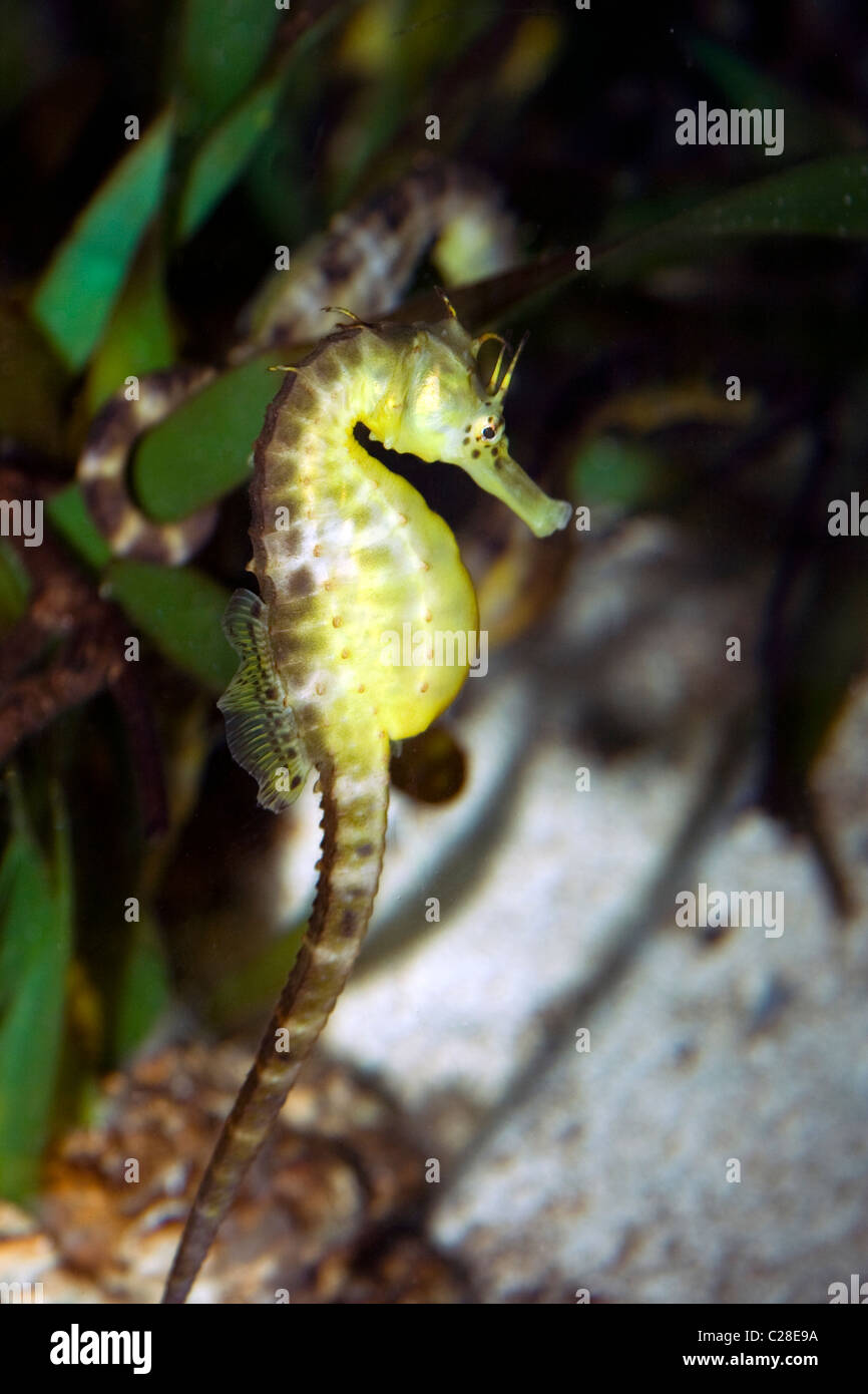 The potbelly seahorse (Hippocampus abdominalis) Stock Photo