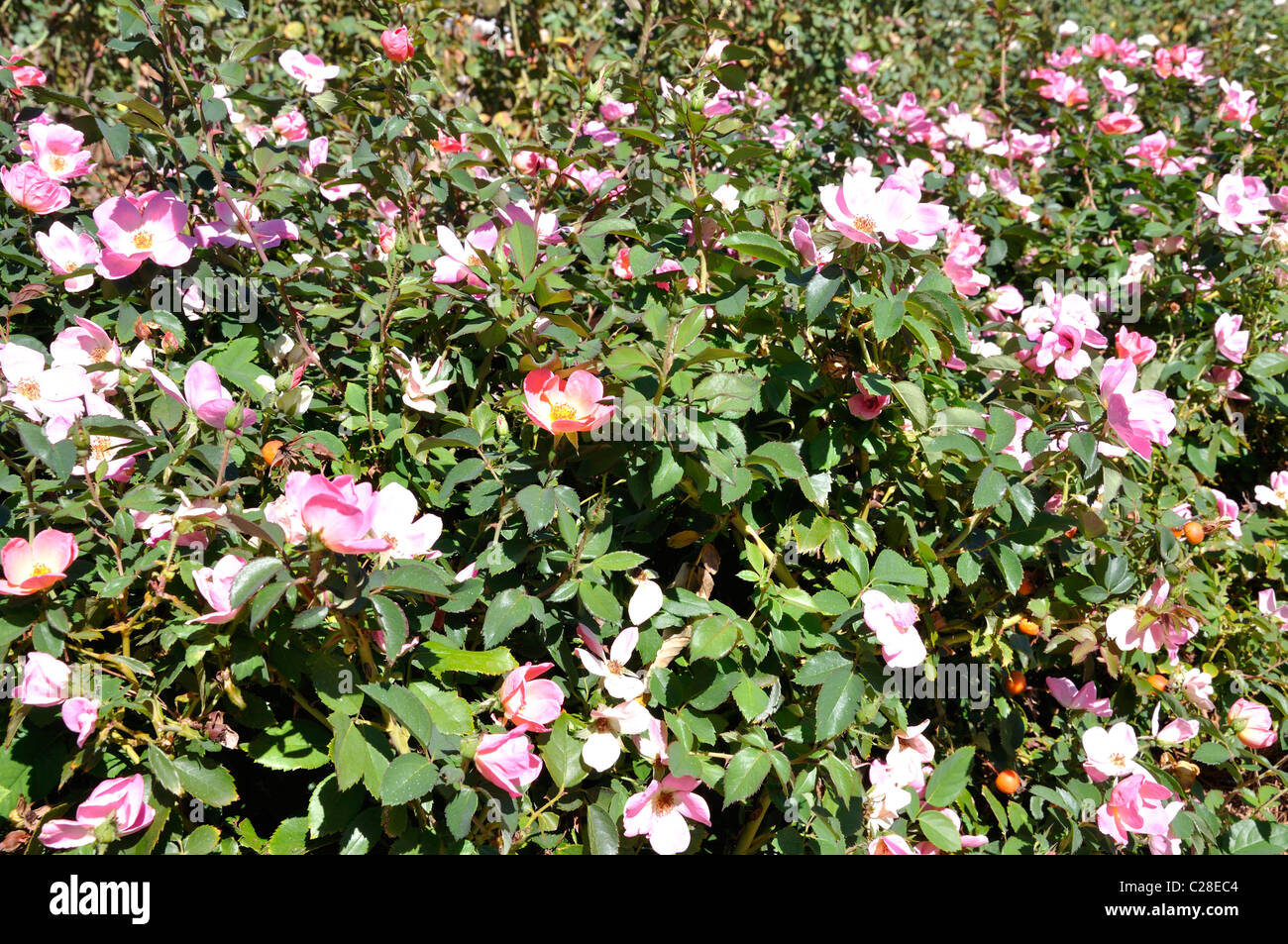 Knockout shrub rose hi-res stock photography and images - Alamy