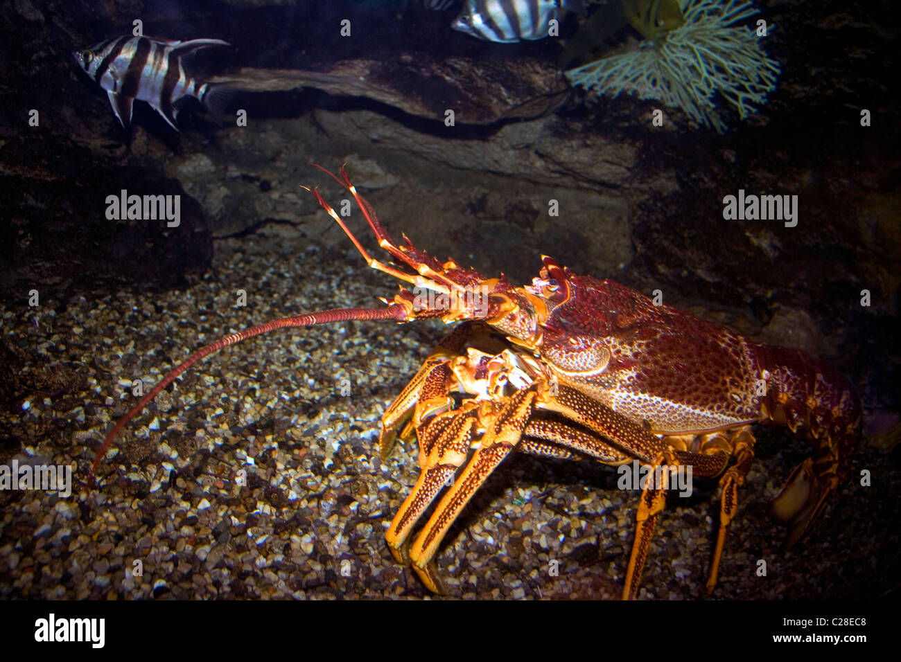 Australian Southern Rock Lobster Stock Photo