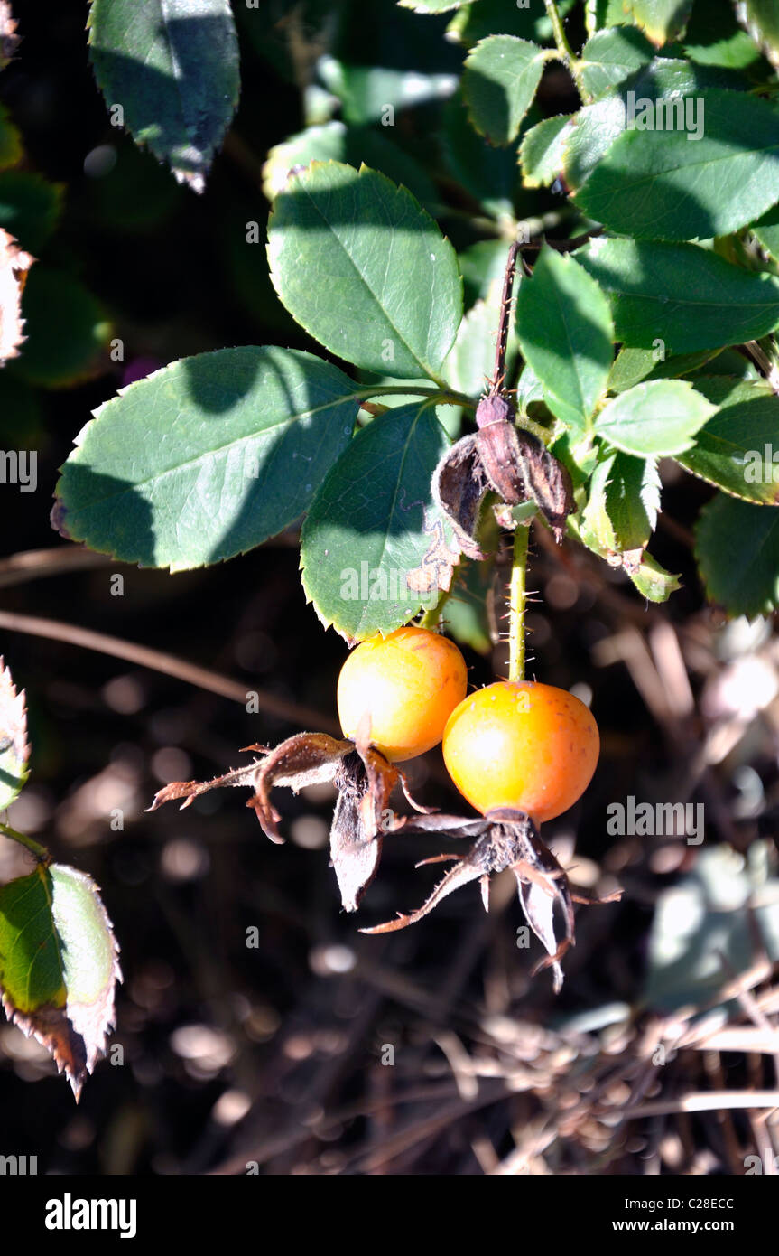 Rose seed buds Stock Photo Alamy