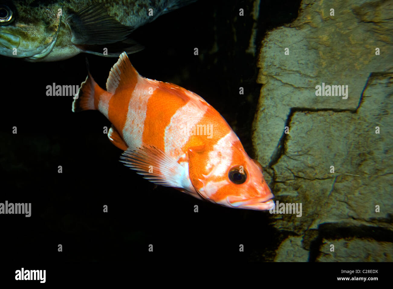 Flag rockfish (Sebastes rubrivinctus Stock Photo Alamy