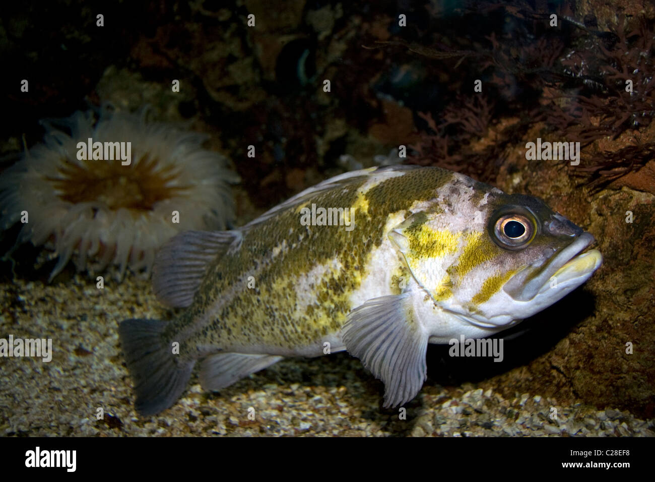 Quillback rockfish sebastes maliger hires stock photography and images