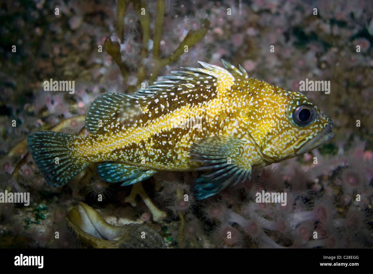 The China rockfish (Sebastes nebulosus) Stock Photo