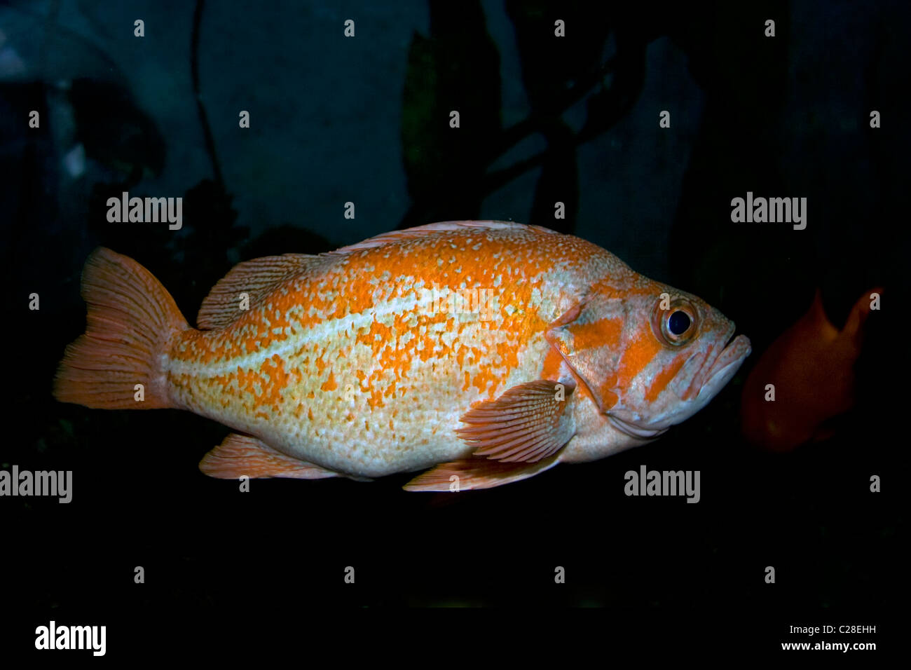 Red snapper ( Sebastes miniatus ), vermilion rockfish Stock Photo