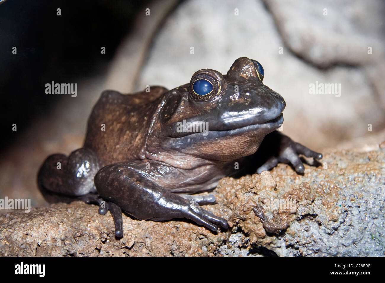 The American bullfrog (Rana catesbeiana) Stock Photo
