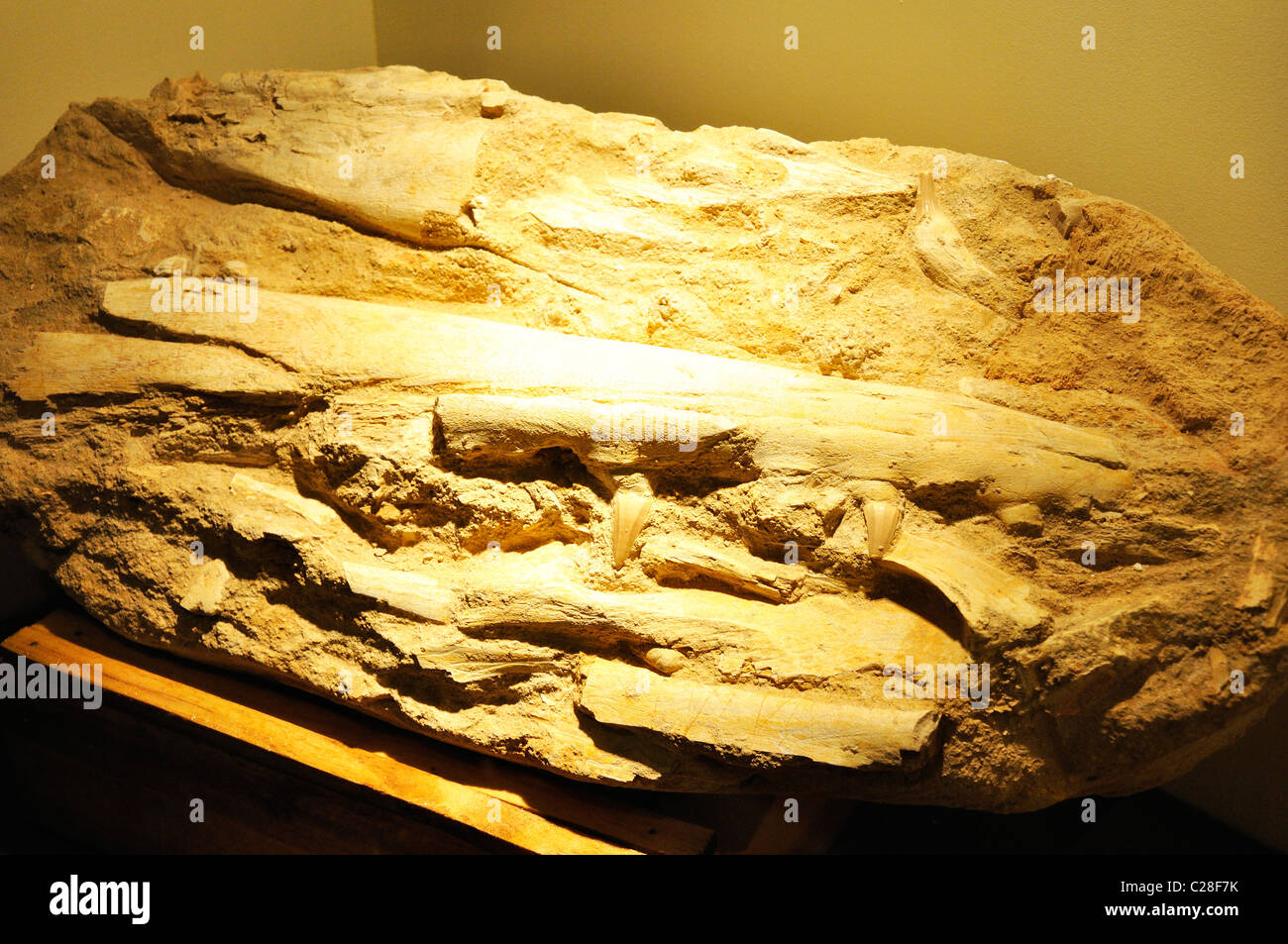 Dinosaur World museum, Glen Rose, Texas, USA mosasaurus jaw bone