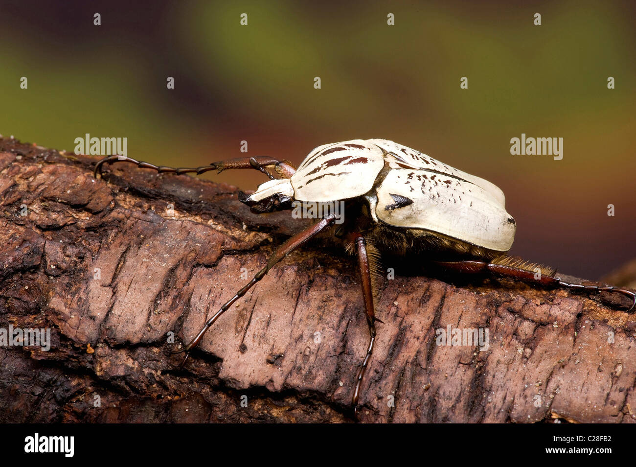 African Flower Chafer (Argyrophegges kolbei), adult on bark. Stock Photo