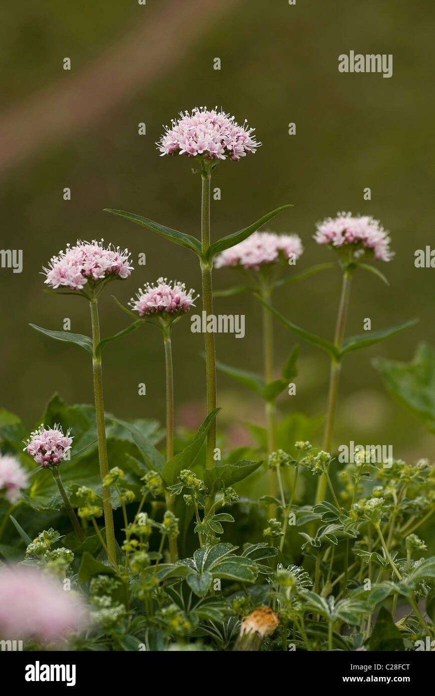 Mountain Valerian (Valeriana montana), flowering. Stock Photo