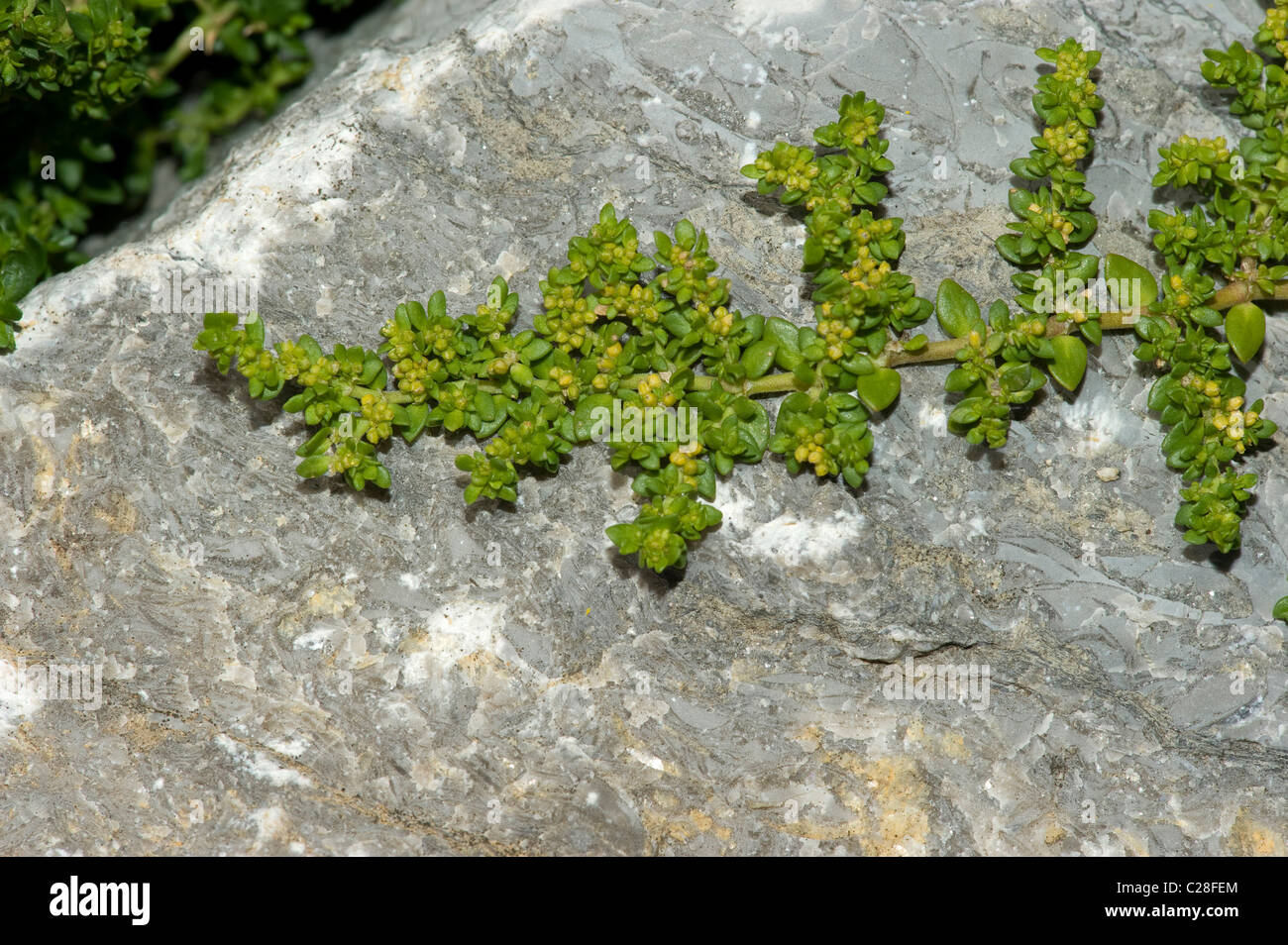 Smooth Rupturewort (Herniaria glabra), flowering plant on a rock. Stock Photo