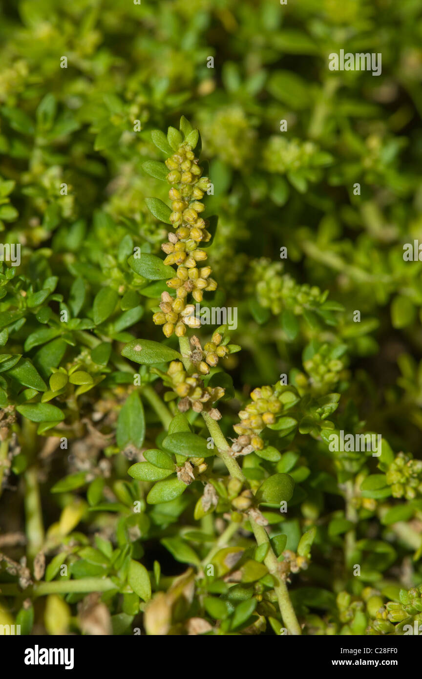 Smooth Rupturewort (Herniaria glabra), flowering stalk. Stock Photo