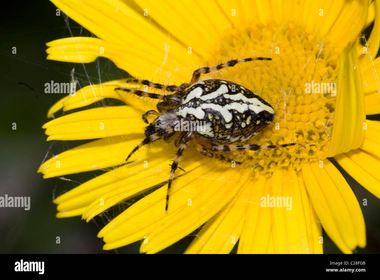 Oak Spider, Oakleaf Spider (Aculepeira carbonaria) on a yellow flower. Stock Photo
