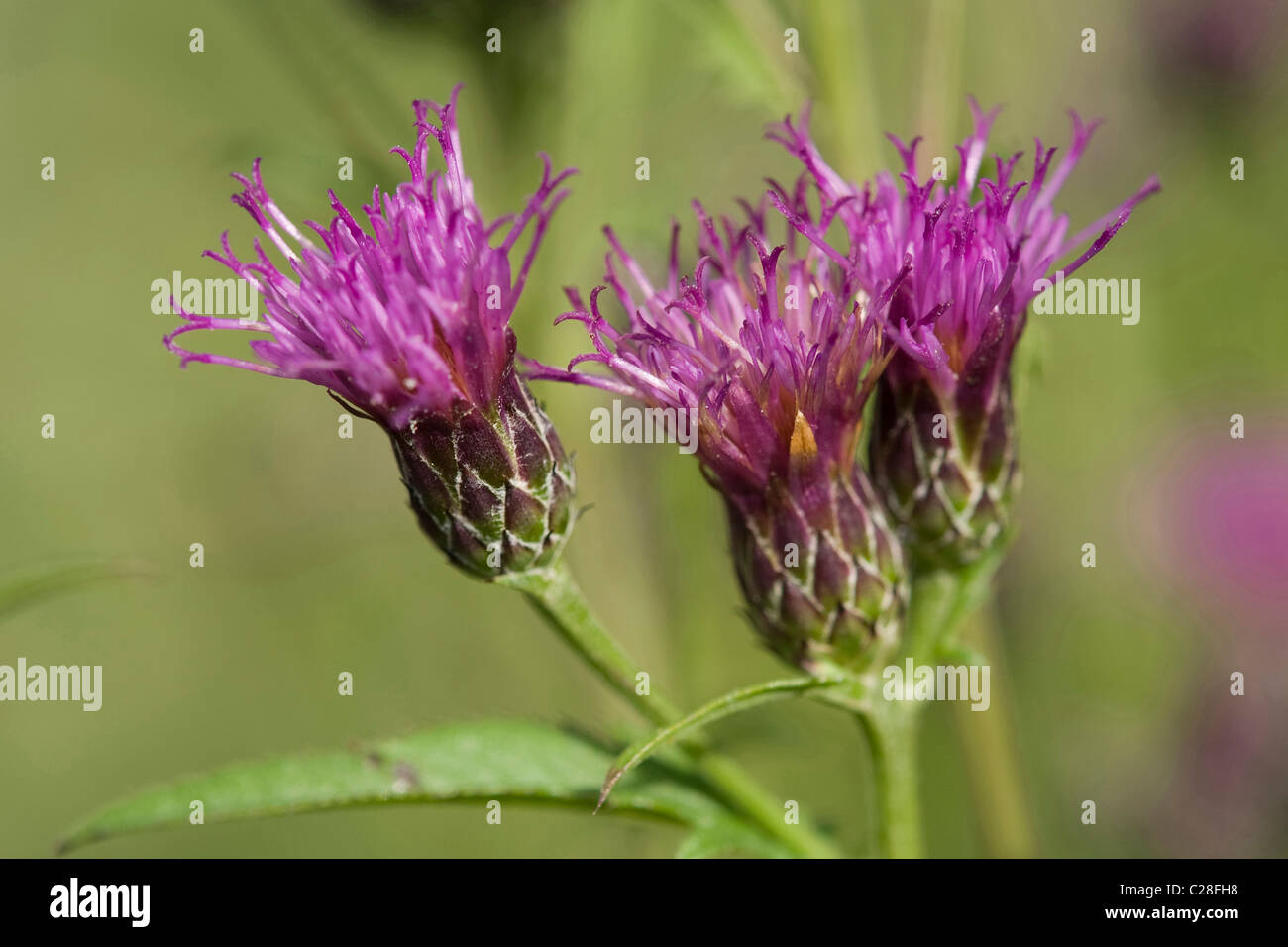 Dyers Plumeless Saw Wort, Saw Wort (Serratula tinctoria), flowers. Stock Photo