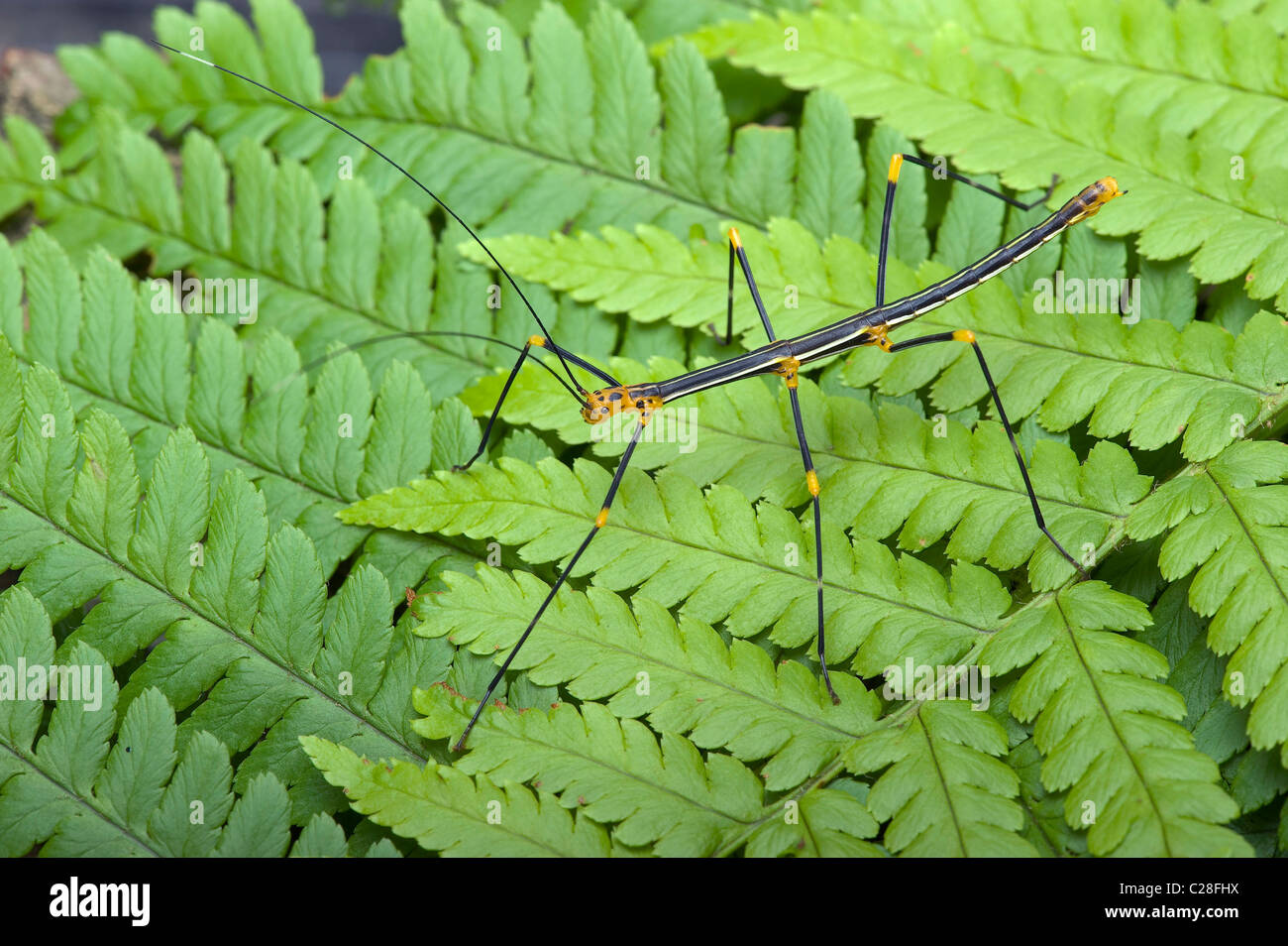 Peruvian Fern Stick Insect (Oreophoetes peruana) on a fern frond. Stock Photo